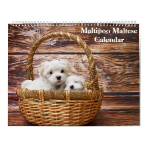 2025 Maltipoo Maltesisk marionett Kalender