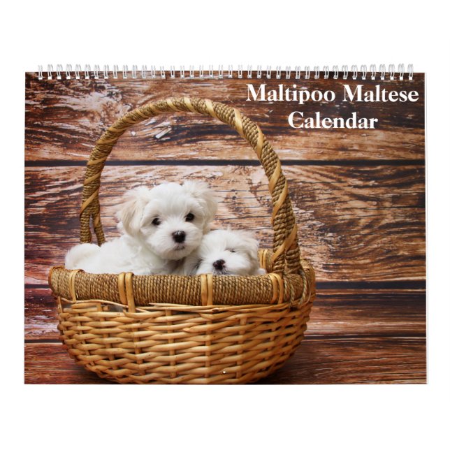 2025 Maltipoo Maltesisk marionett Kalender (Omslag)