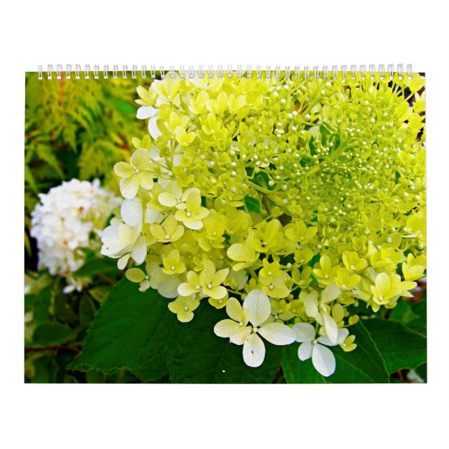 2025 My Rubio Garden Elegant Hydrangeas Kalender (Omslag)