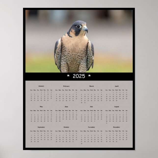 2025 Peregrine Falcon Calendar Poster (Framsidan)
