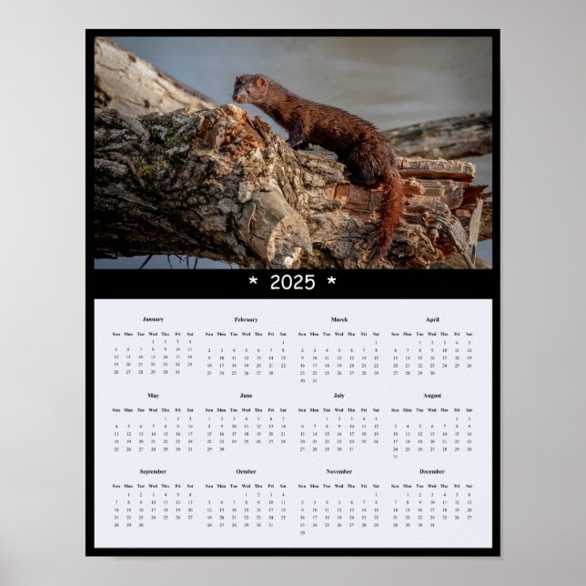 2025 Poster amerikanska Mink Wall Calendar (Framsidan)