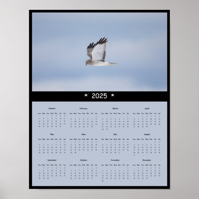 2025 - Poster i North Harrier Hawk Wall Calendar (Framsidan)