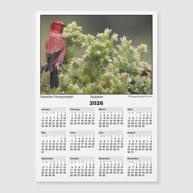 2026 5x7 Magnet Calendar Apapane Hawaiian Bird (Framsida)