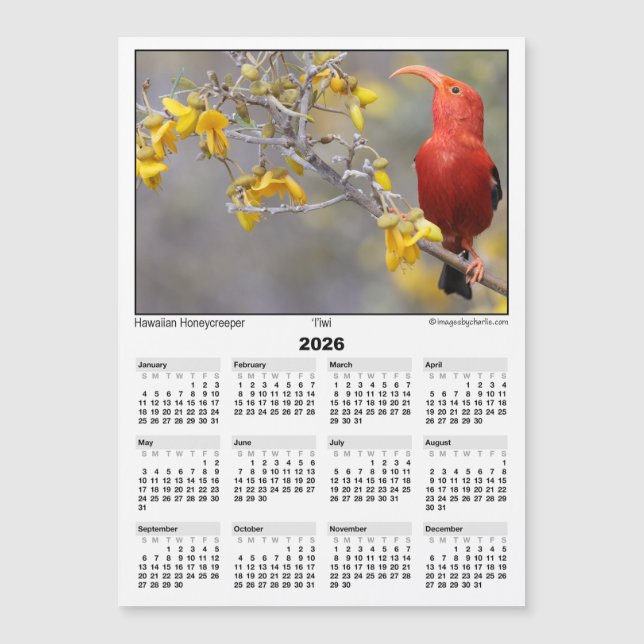 2026 5x7 Magnet Calendar Iiwi HawaiianHoneycreeper (Framsida)