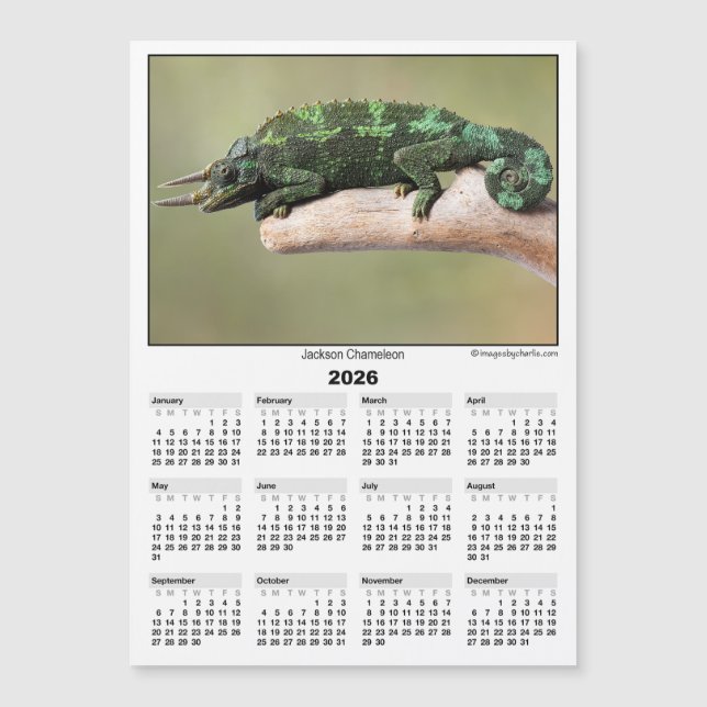 2026 5x7 Magnet Calendar Jackson Chameleon (Framsida)