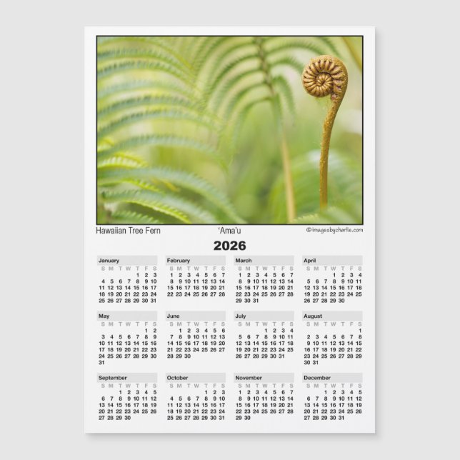 2026 5x7 Magnetkalender Amau Hawaiianskt Ormbunksb (Framsida)