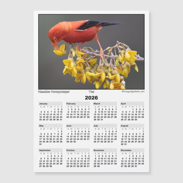 2026 5x7 Magnetkalender Iiwi Hawaiiansk Fågel (Framsida)