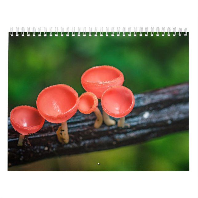 2026 Enchanted Mushroom Photo Kalender (Omslag)