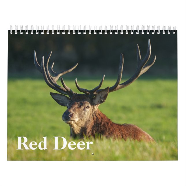 2026 Fungerande röd Hjort Kalender (Omslag)
