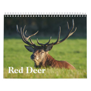 2026 Fungerande röd Hjort Kalender