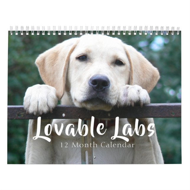 2026 Lovable Labrador Retriever Hund Kalender (Omslag)