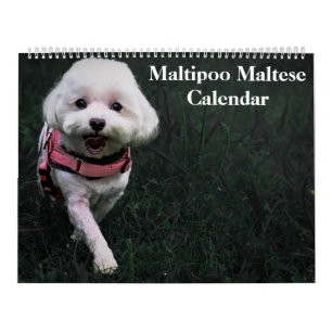 2026 Maltipoo Maltesisk marionett Kalender