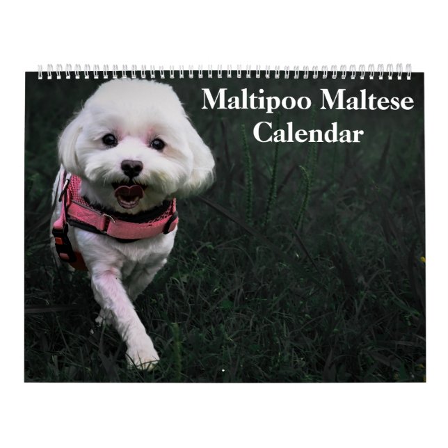 2026 Maltipoo Maltesisk marionett Kalender (Omslag)