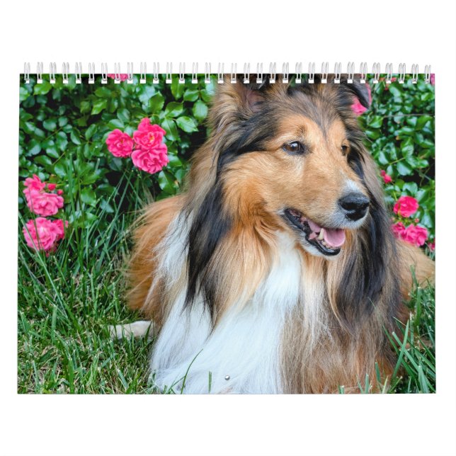 2026 Sheltie-kalender Kalender (Omslag)