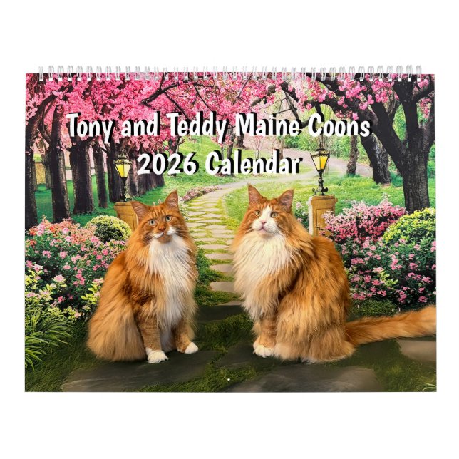 2026 Tony och Teddy Maine Coons Kalender (Omslag)