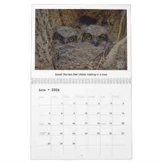 2026 Vilda djur-kalender av Kevin Harris Kalender