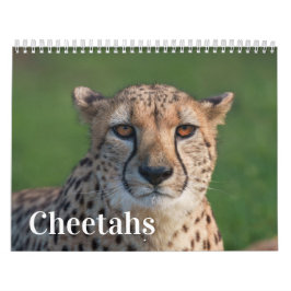 2027 Forever Gepard Foto Kalender