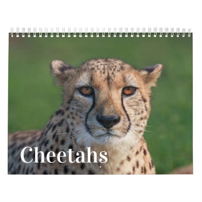 2027 Forever Gepard Foto Kalender (Omslag)
