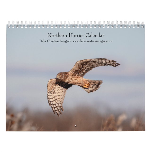 2027 Northern Harrier | Rovfåglar Kalender (Omslag)