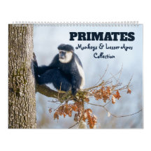 2027 Premier apor & lägre primater