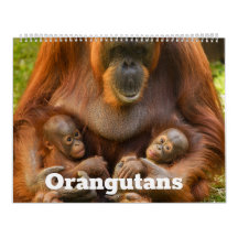 2027 Signature Orangutang Samling