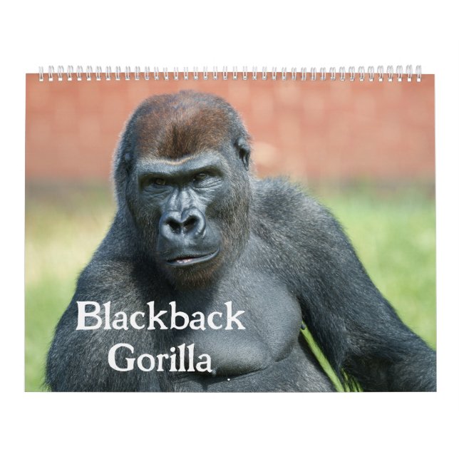 2027 Tidlös Lope Svartbackad Gorilla Kalender (Omslag)