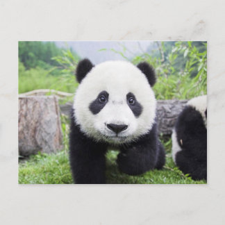 20_baby_animals (9) CUTE PANDA UNGE VILDA DJUR Vykort