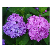 20"x16" Hortensia