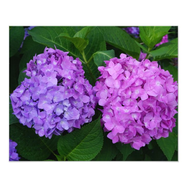 20"x16" Hortensia Fototryck (Framsidan)