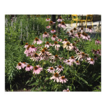 20"x16" Rosa Echinacea