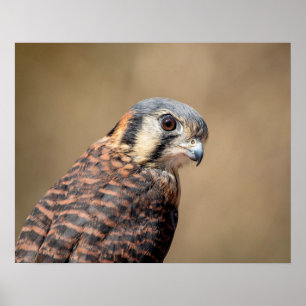 20 x 16 amerikanska Kestrel Poster