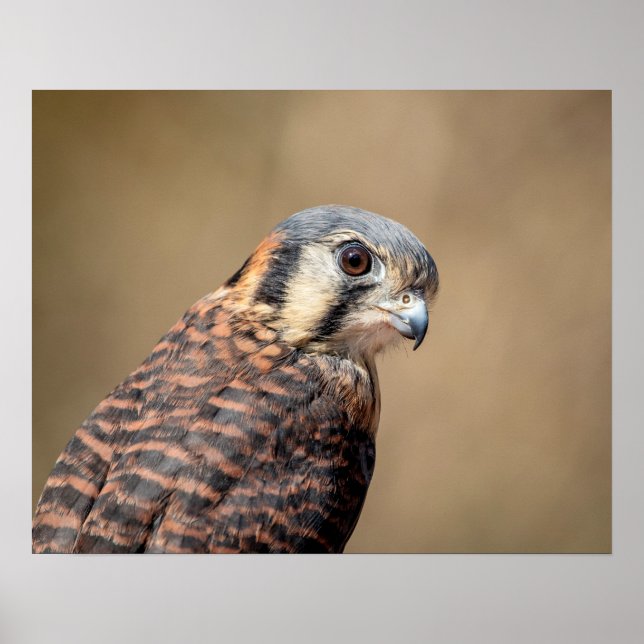 20 x 16 amerikanska Kestrel Poster (Framsidan)