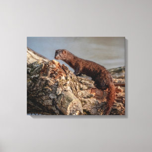 20 x 16 amerikanska Mink Canvastryck