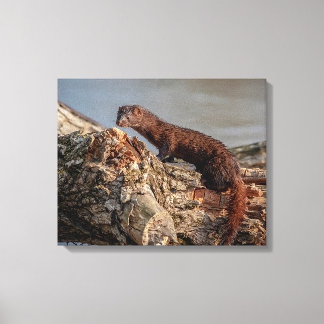 20 x 16 amerikanska Mink Canvastryck (Framsida)