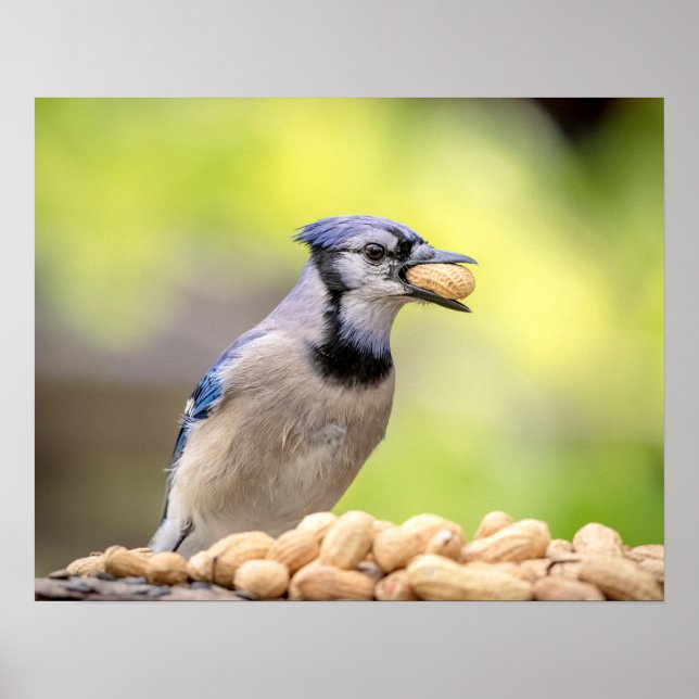 20 x 16 Blue jay med jordnöt Poster (Framsidan)