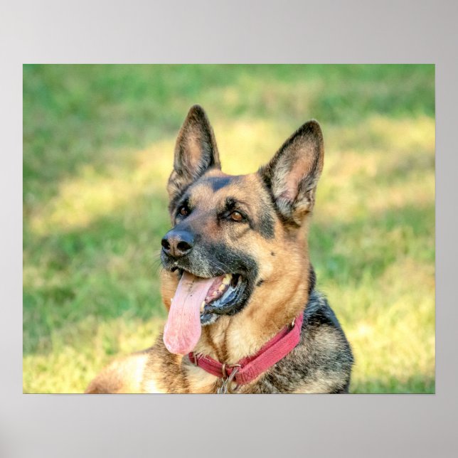 20 x 16 German shepard Poster (Framsidan)