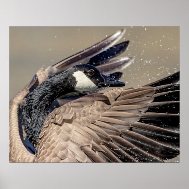 20 x 16 Kanada Goose Poster (Framsidan)