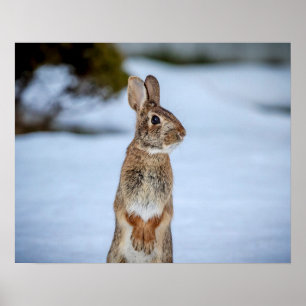 20 x 16 kanin i snö poster