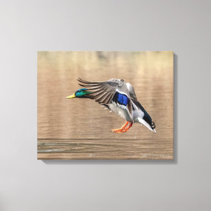 20 x 16 Mallard Anka under flygning Canvastryck