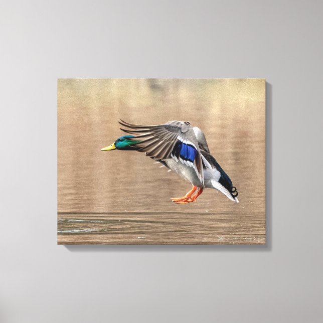 20 x 16 Mallard Anka under flygning Canvastryck (Framsida)