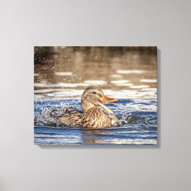 20 x 16 Mallard Anka vid Downing Park Canvastryck (Framsida)