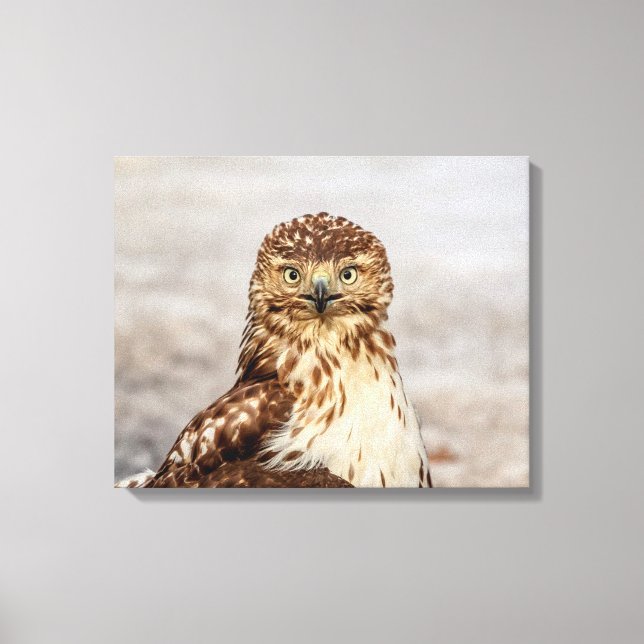 20 x 16 omogna röda tailändska Hawk på marken Canvastryck (Framsida)