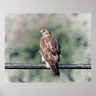 20 x 16 omogna röda tailändska Hawk Poster
