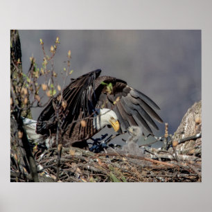 20 x 16 Örn med hennes baby Poster