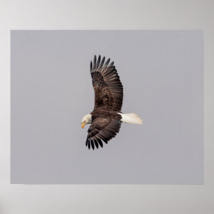 20 x 16 Örn under flygning Poster