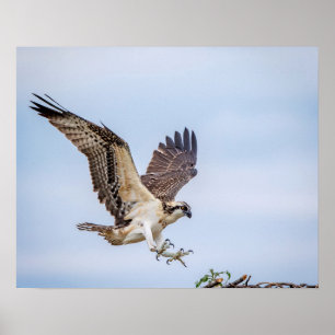 20 x 16 Osprey-landning i redet Poster