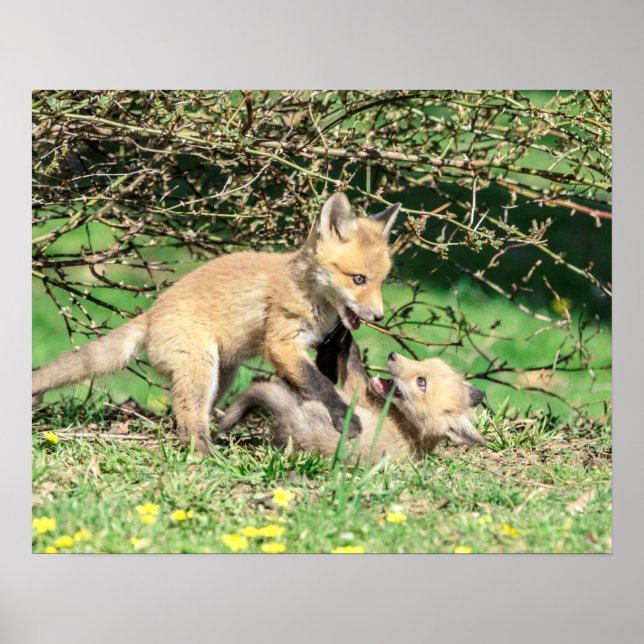20 x 16 Red Fox Kits Spelar upp Poster (Framsidan)