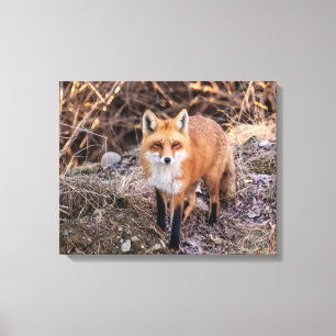 20 x 16 Red Fox på nära håll och personligt Canvastryck
