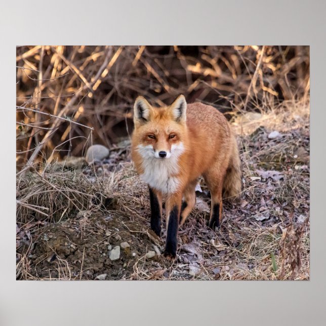 20 x 16 Red Fox på nära håll och personligt Poster (Framsidan)