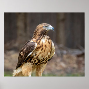20 x 16 rödskäggig hawk i Hudsondalen Poster